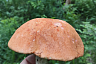 На Кумысной поляне Саратова в мае пошли белые грибы