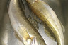 На набережной Саратова ловят последних судаков